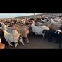 баранчики,ярки,овцы! в Элисте и Республике Калмыкия 2