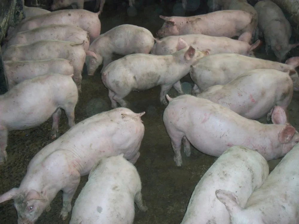 фотография продукта Свиньи от 30-65 кг