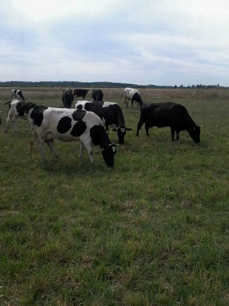 коровы стельные в Марксе
