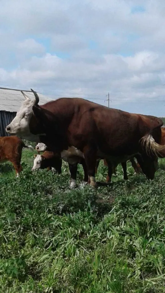 калмыцкая порода коров в Саратове и Саратовской области 2