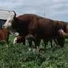 калмыцкая порода коров в Саратове и Саратовской области 2