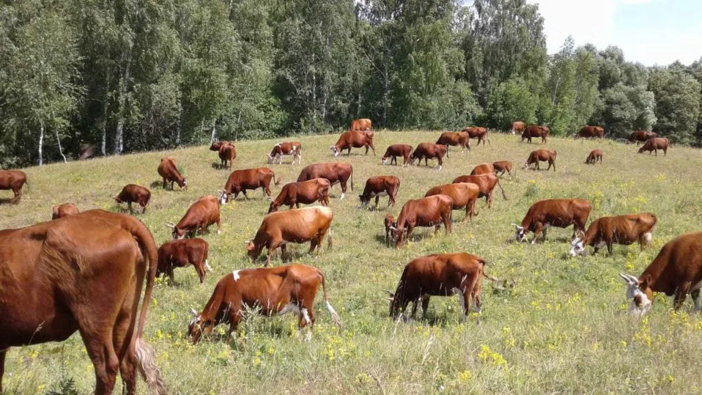 калмыцкая порода коров в Саратове и Саратовской области 4
