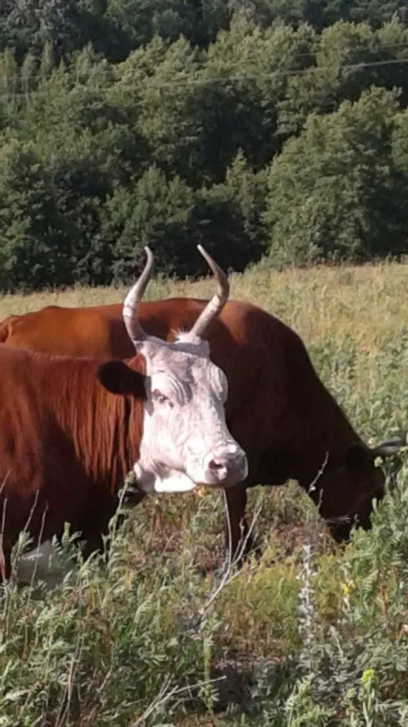 калмыцкая порода коров в Саратове и Саратовской области