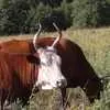 калмыцкая порода коров в Саратове и Саратовской области