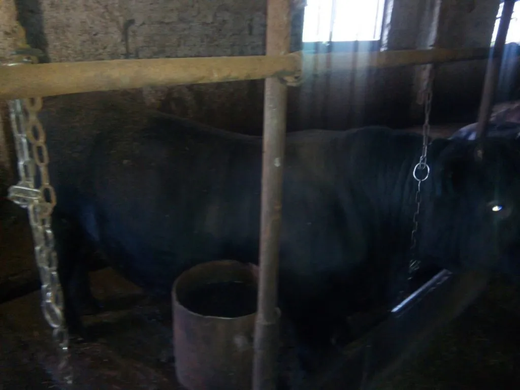 быки Абердин-Ангусская в Марксе