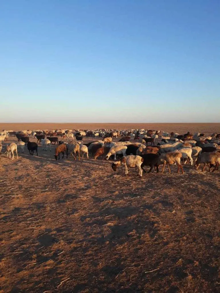 овцы, ягнята в Саратове и Саратовской области
