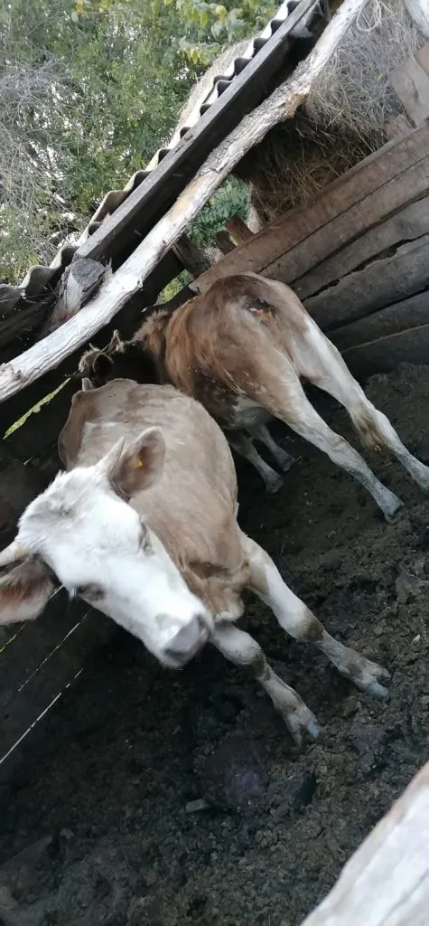 коровы  в Саратове