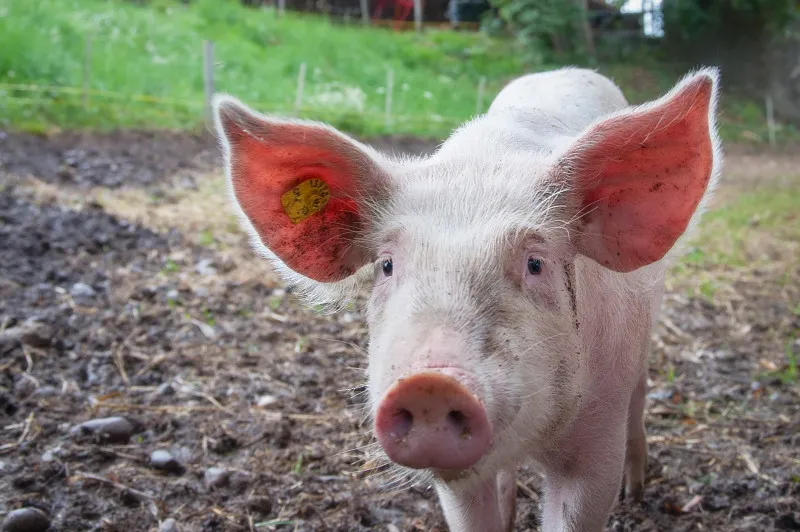 За уничтожение свиней жителям Калининского района выплатили более 1 млн рублей