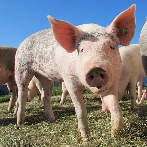 Вспышка африканской чумы свиней зарегистрирована в Саратовской области