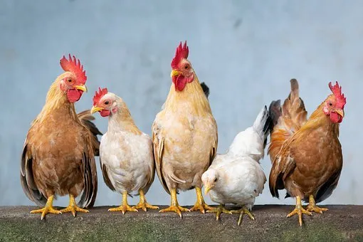 Вспышка гриппа птиц зарегистрирована в Саратовской области  