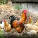 На птицефабриках Саратовской области проведут проверки для выявления птичьего гриппа