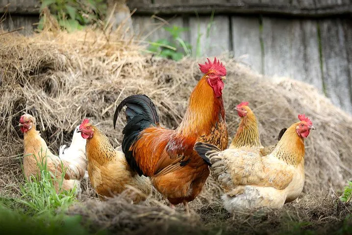 На птицефабриках Саратовской области проведут проверки для выявления птичьего гриппа