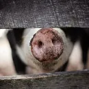 Вирус африканской чумы свиней выявили в подсобном хозяйстве в Саратовской области