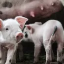Саратовские ветеринары сообщили о новых случаях чумы свиней и гриппа птиц