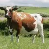 айширские коровы, нетели  в Саратове и Саратовской области