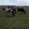 коровы стельные в Марксе