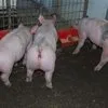свиньи , поросята, свиноматки  в Саратове и Саратовской области 4
