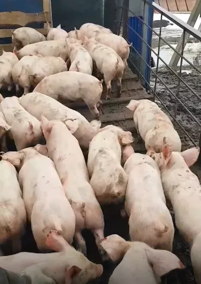 свиньи , поросята, свиноматки  в Саратове и Саратовской области