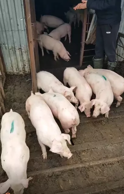 свиньи , поросята, свиноматки  в Саратове и Саратовской области 2