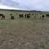 бычки и тёлочки казахские белоголовые в Марксе