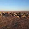 овцы, ягнята в Саратове и Саратовской области