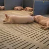 купим Свиней и свиноматок оптом в Самаре