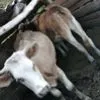 коровы  в Саратове
