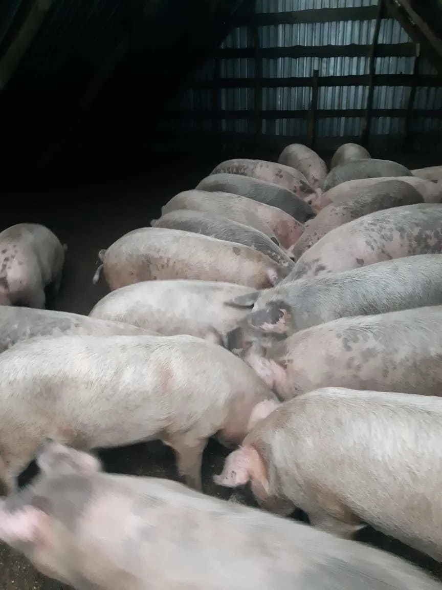 свинина тушка 180 руб/кг в Аткарске