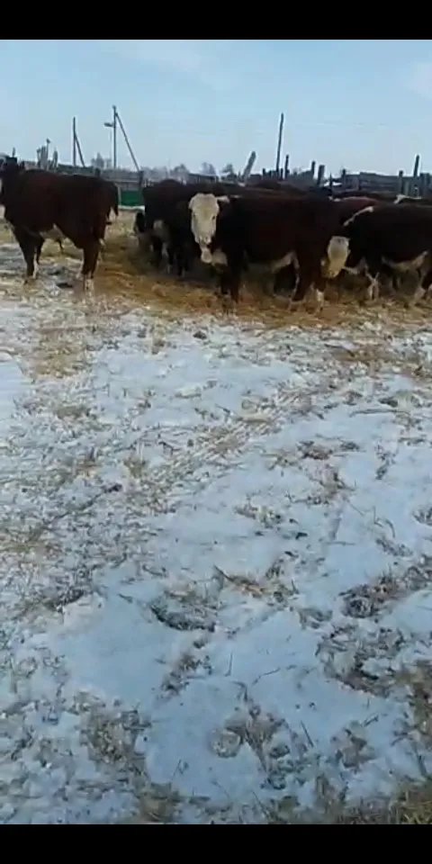 бычки герефорд в Саратове