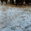 бычки герефорд в Саратове