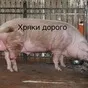 купим хряков (боров) в Саратове и Саратовской области