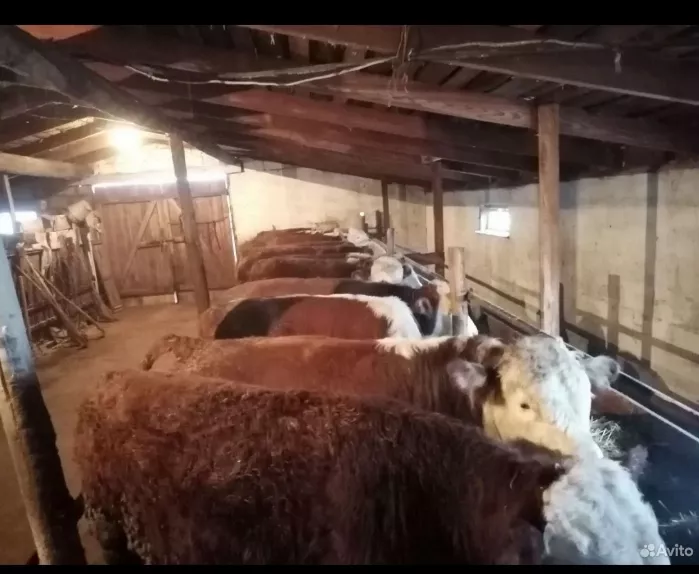 мясо быков и телок оптом в Саратове и Саратовской области 2