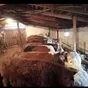 мясо быков и телок оптом в Саратове и Саратовской области