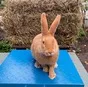закупаю кроликов живым весом в Саратове и Саратовской области